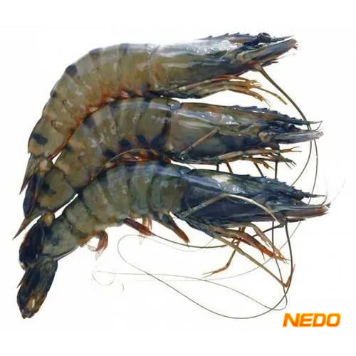 Prawns ( കൊഞ്ച് )