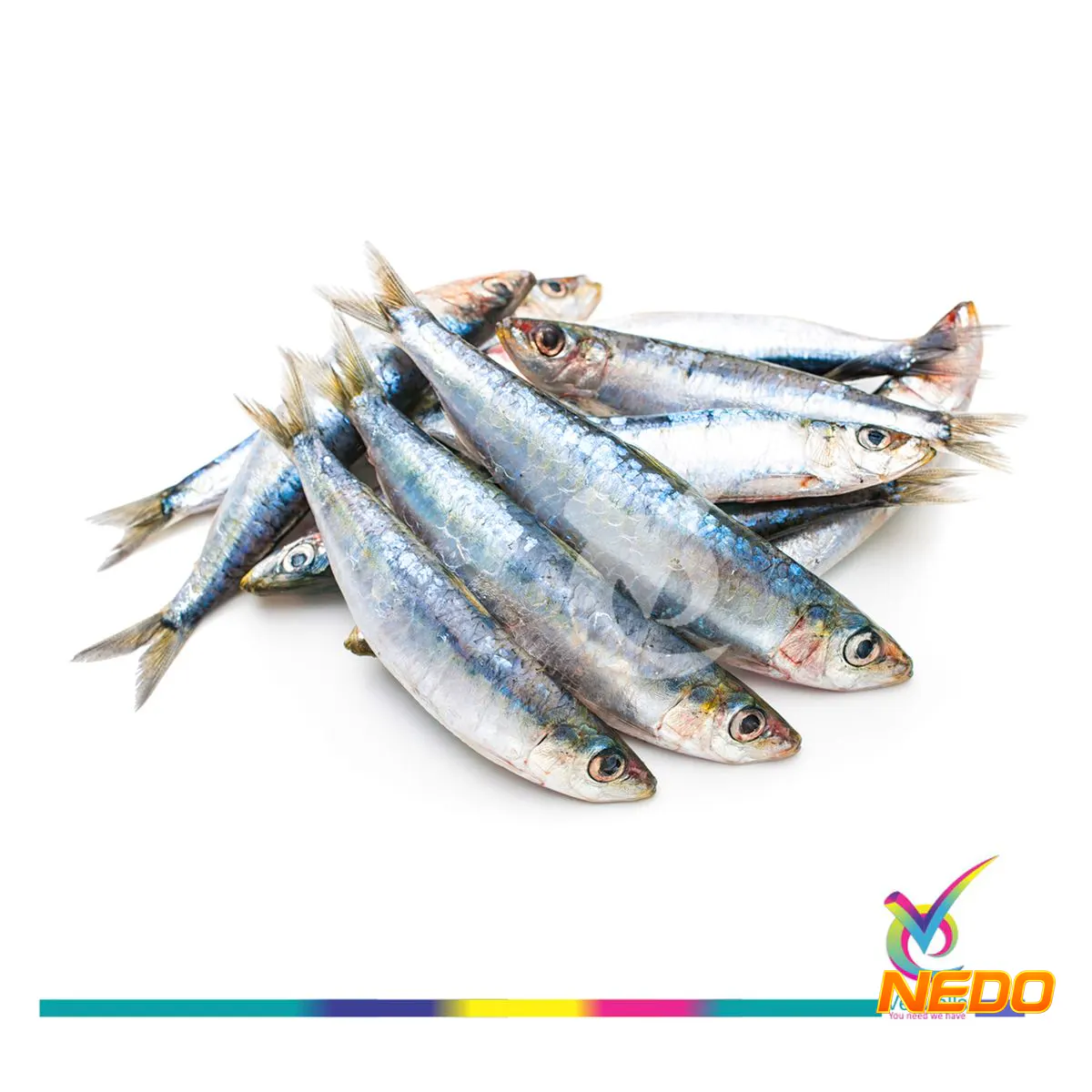 Sardine ( മത്തി )