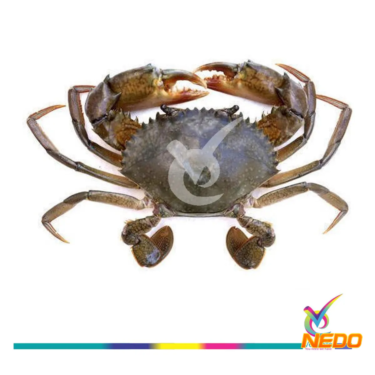 Crabs (ഞണ്ട്)